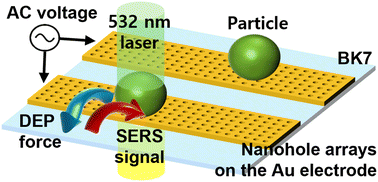 Graphical abstract: Surface-enhanced Raman spectroscopy with single cell manipulation by microfluidic dielectrophoresis
