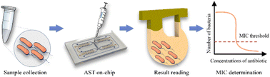 Graphical abstract: An integrated microfluidic chip for rapid and multiple antimicrobial susceptibility testing