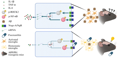 Graphical abstract: Long-term fucoxanthin treatment prevents cognitive impairments and neuroinflammation via the inhibition of Nogo-A in APP/PS1 transgenic mice