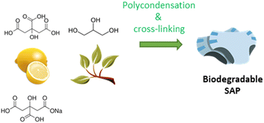 Graphical abstract: Bio-degradable, fully bio-based, thermally cross-linked superabsorbent polymers from citric acid and glycerol