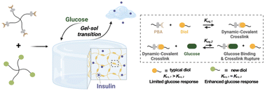 Graphical abstract: Enhanced glucose-responsivity of PBA–diol hydrogel networks by reducing crosslink affinity