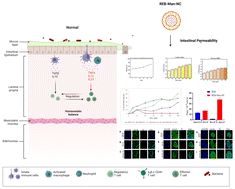 Graphical abstract: Rebamipide nanocrystal with improved physicomechanical properties and its assessment through bio-mimicking 3D intestinal permeability model
