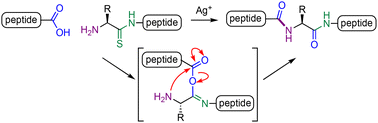 Graphical abstract: Ag(i)-promoted fragment coupling of peptide thioamides
