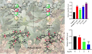Graphical abstract: Lignan–phloroglucinol hybrids with an unprecedented beadlike core from the leaves of Melicope chunii