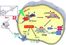 Graphical abstract: Photoactivation of the cGAS-STING pathway and pyroptosis by an endoplasmic reticulum-targeting ruthenium(ii) complex for cancer immunotherapy