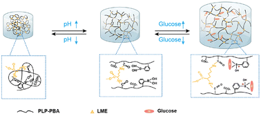 Graphical abstract: pH and glucose dual-responsive phenylboronic acid hydrogels for smart insulin delivery