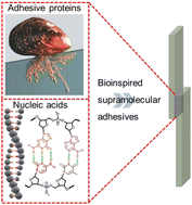 Graphical abstract: Supramolecular adhesives inspired from adhesive proteins and nucleic acids: molecular design, properties, and applications