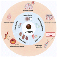 Graphical abstract: Progress in ultrasmall ferrite nanoparticles enhanced T1 magnetic resonance angiography