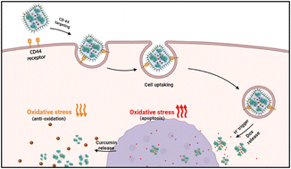Graphical abstract: Post-therapy via integrated curcumin and doxorubicin modified cerium-based UiO-66 MOFs using an antioxidant and anticancer therapeutic strategy