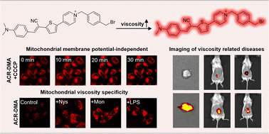 Graphical abstract: Mitochondrial membrane potential-independent near-infrared fluorescent probes for viscosity-exclusive imaging