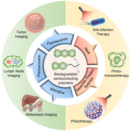 Graphical abstract: Biodegradable semiconducting polymer nanoparticles for phototheranostics