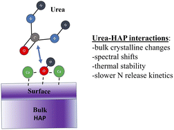 Graphical abstract: Hydroxyapatite/urea hybrid materials: what is the basis for the enhanced nutrient efficiency?