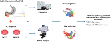 Graphical abstract: Ex vivo spectroscopic characterisation of the biological activity of pancreatic cyst fluid