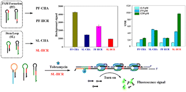 Graphical abstract: Sensitive aptasensing of tobramycin through a rational design of catalytic hairpin assembly and hybridization chain reaction amplification monomers for CRISPR/Cas12a activation