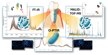Graphical abstract: Metabolic fingerprinting of periodontal bacteria: a multi-scale mass spectrometry and vibrational spectroscopy approach