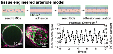 Graphical abstract: A tissue-engineered endothelial cell – smooth muscle cell arteriole-like model