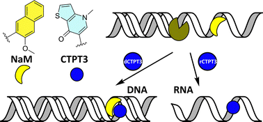 Graphical abstract: Towards a hydrolysis stable artificial base pair with C-glycosides