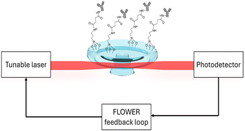 Graphical abstract: FLOWER: a frequency-locked optical whispering evanescent resonator for label-free molecular detection