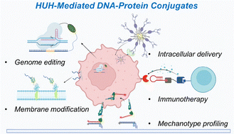 Graphical abstract: HUH endonuclease-mediated DNA–protein conjugates: sequence-specific tools and cellular applications