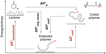 Graphical abstract: More than ring-strain: revisiting the definition of enthalpy in ring-opening polymerization