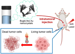 Graphical abstract: Engineering gold nanosheets into bugle-like assemblies for plasmon-enhanced near-infrared oncology treatment