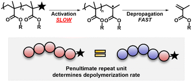 Graphical abstract: Unravelling the effect of side chain on RAFT depolymerization; identifying the rate determining step