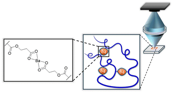Graphical abstract: Control over Ba(ii)-mediated single-chain polymer nanoparticle compaction by dynamic metal complexation