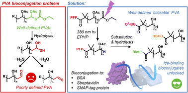 Graphical abstract: PVAylation: precision end-functionalized poly(vinyl alcohol) for site-selective bioconjugation