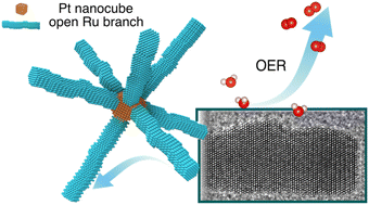 Graphical abstract: Formation of open ruthenium branched structures with highly exposed active sites for oxygen evolution reaction electrocatalysis