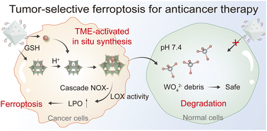 Graphical abstract: Mimicking NADPH oxidase and lipoxygenase by using a biodegradable single-site catalyst via a cascade reaction to trigger tumor-specific ferroptosis