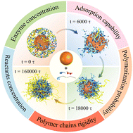 Graphical abstract: Understanding polymer encapsulation of enzymes: a dissipative particle dynamics simulation study on the regulation of structural characteristics of polymer nanocapsules