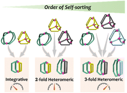 Graphical abstract: Conformational adaptability enabled higher-order self-sorting processes in coordination cages