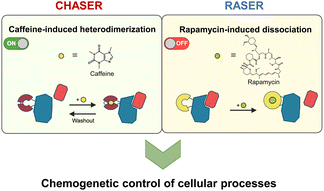 Graphical abstract: Reprogramming chemically induced dimerization systems with genetically encoded nanobodies