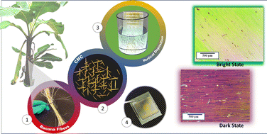 Graphical abstract: Plant-derived cellulose nanocrystals as a pre-alignment layer for ferroelectric mesogens in display applications