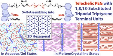 Graphical abstract: Self-assembly behaviour of telechelic polyethylene glycol with triptycene termini capable of two-dimensional ordering