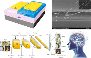 Graphical abstract: Low off-state current density in vertical organic field-effect transistors via AgNWs/TiO2 interface modification for neuromorphic devices