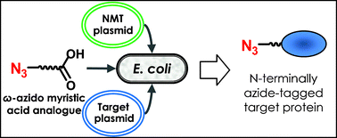 Graphical abstract: Site-specific N-terminal labelling of proteinsin vitro and in vivo using N-myristoyl transferase and bioorthogonal ligation chemistry