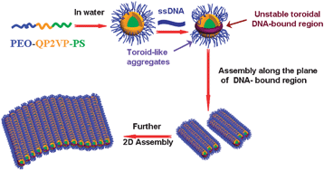 Graphical abstract: Transforming spherical block polyelectrolyte micelles into free-suspending films via DNA complexation-induced structural anisotropy