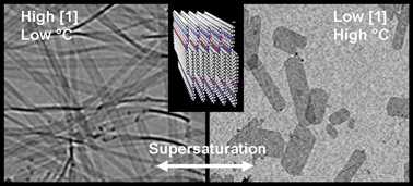 Graphical abstract: Kinetic switching between two modes of bisurea surfactant self-assembly