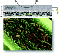 Graphical abstract: Standardized microbial fuel cell anodes of silica-immobilized Shewanella oneidensis
