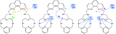 Graphical abstract: Structural reorganisation in polytopic receptors revealed by kinetic studies