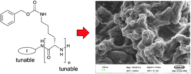 Graphical abstract: Synthetically accessible, tunable, low-molecular-weight oligopeptide organogelators