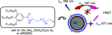 Graphical abstract: Stable functionalized PEGylated quantum dots micelles with a controlled stoichiometry