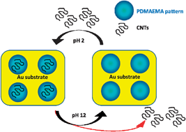 Graphical abstract: Reversible positioning at submicrometre scale of carbon nanotubes mediated by pH-sensitive poly(amino-methacrylate) patterns