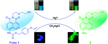 Graphical abstract: A sensitive colorimetric and ratiometric fluorescent probe for mercury species in aqueous solution and living cells