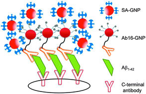 Graphical abstract: Gold nanoparticle based dot-blot immunoassay for sensitively detecting Alzheimer's disease related β-amyloid peptide
