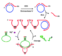Graphical abstract: A target-activated autocatalytic DNAzyme amplification strategy for the assay of base excision repair enzyme activity