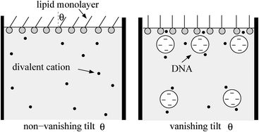 Graphical abstract: Modeling the influence of adsorbed DNA on the lateral pressure and tilt transition of a zwitterionic lipid monolayer