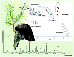Graphical abstract: Multivariate analysis of pyrolysis-GC/MS data for identification of polysaccharide binding media