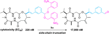 Graphical abstract: The bulky side chain of antillatoxin is important for potent toxicity: rational design of photoresponsive cytotoxins based on SAR studies